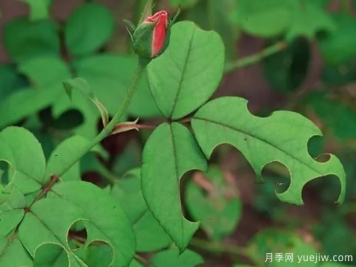 3招驅趕切葉蜂，再也不會(huì )啃月季的葉片