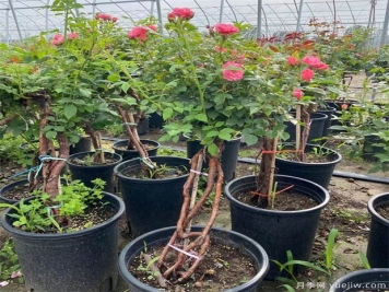 盆景花木常用樹(shù)種及習性介紹