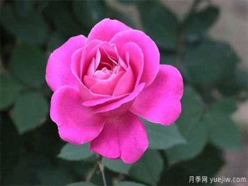 情人節為什么送玫瑰花？朵數的寓意
