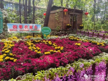 渭南華州南山下數萬(wàn)盆菊花爭奇斗艷，國慶節美不勝收