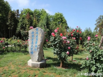 月季與美麗鄉村：保山騰沖老寨子，花在我眼前盛開(kāi)