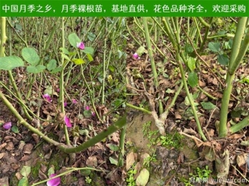 養護注意4點(diǎn)，提高月季裸根苗的成活率