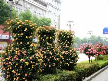 園林綠化工程中月季設計原則
