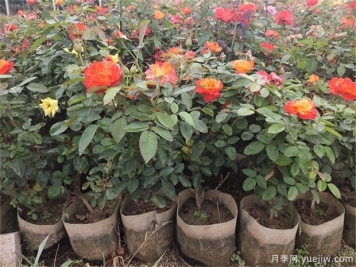 月季容器苗栽植養護要點(diǎn)