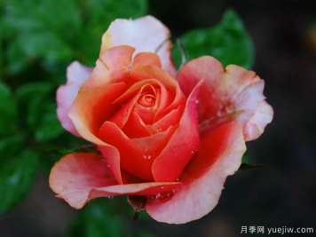 色彩艷麗斑斕的大花微月，永遠的艾帕索