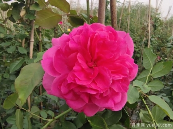 藤本大游行月季，庭院種植粉色美觀(guān)