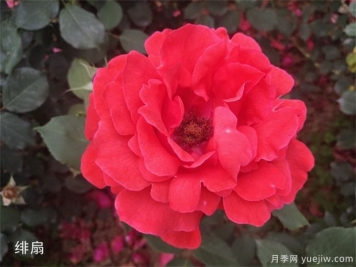 大花月季中的經(jīng)典種類(lèi)你都知道幾個(gè)？