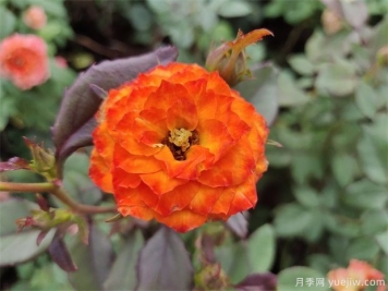 你知道月季的花語(yǔ)是什么嗎？