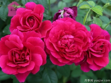 隱喻月季的優(yōu)缺點(diǎn)是什么？