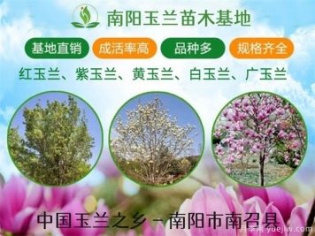 行道樹(shù)的分類(lèi)，常見(jiàn)的常綠行道樹(shù)品種有哪些？