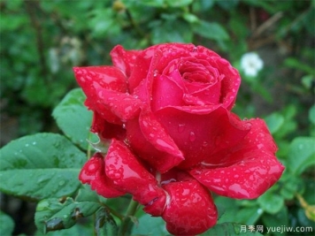紅玫瑰的介紹，花語(yǔ)和栽培養護