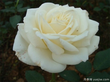白玫瑰的介紹，花語(yǔ)和栽培養護