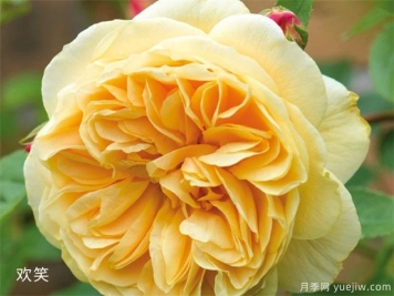 黃玫瑰的介紹，花語(yǔ)和栽培養護