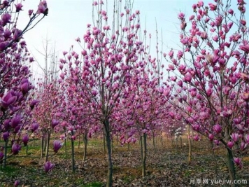 南陽(yáng)紫玉蘭近期價(jià)格 2021年紫玉蘭基地報價(jià)