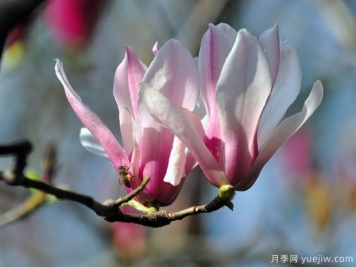 二喬玉蘭是什么顏色的花？