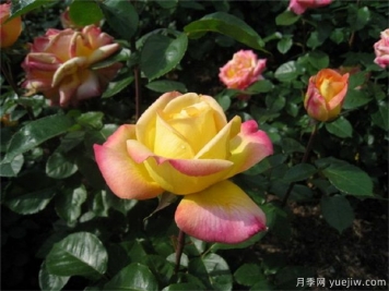 大花美人月季的特點(diǎn)？大花月季怎么修剪？