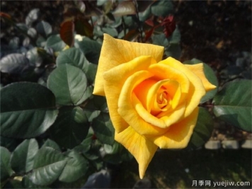 黃玫瑰有哪些含義
