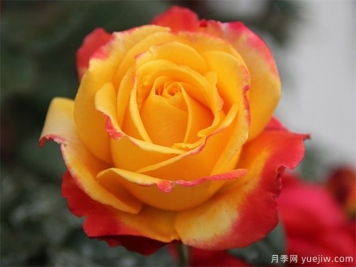 黃玫瑰花有什么含義