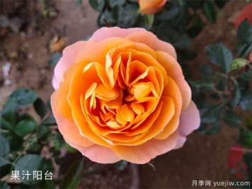 橙色玫瑰適合送給哪些人