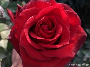 黑玫瑰送哪種人？花語(yǔ)寓意
