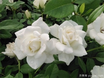 什么是豐花月季