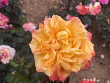 使盆栽月季連續開(kāi)花的辦法