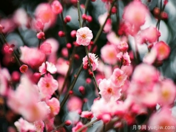 庭院適合種哪些花卉植物？冬天來(lái)了更漂亮