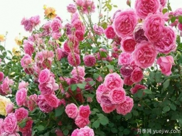 推薦3種生長(cháng)速度快的爬藤月季，花墻超級漂亮