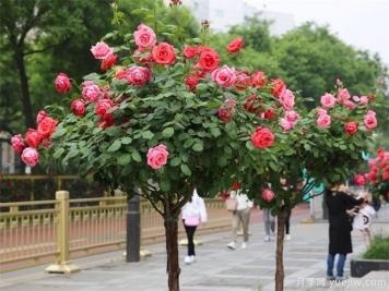 冬季月季行道樹(shù)修剪，注意3點(diǎn)剪出健康
