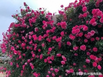 推薦6個(gè)顏值高好養護的藤本月季
