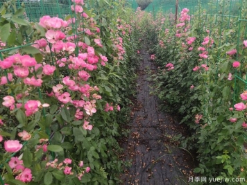 藤本月季的分類(lèi)品種百科和種植養護辦法