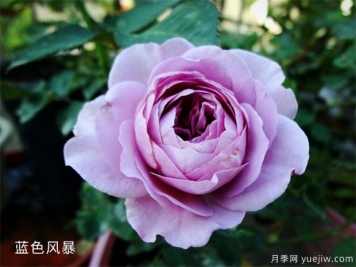 推薦5種藍色月季，網(wǎng)紅品種并且花量大花期長(cháng)