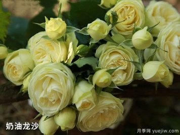 奶油龍沙微型月季應該如何修剪？