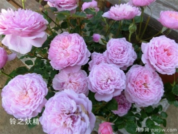 鈴之妖精為陽(yáng)臺黨而生的一款微型月季花