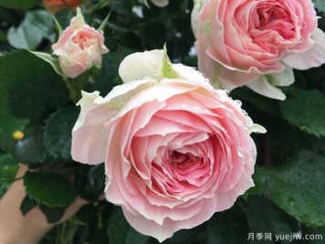 推薦7個(gè)歐月月季美麗漂亮，不怕雨淋不怕熱