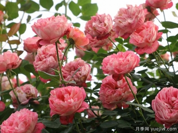 推薦5個(gè)抗病性強的藤本月季品種，新手輕松種植