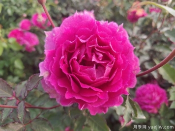 推薦8種微型月季，開(kāi)花勤濃香型，適合陽(yáng)臺養花