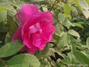 四季玫瑰的種植方法和養護要點(diǎn)
