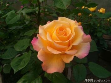 月季花的養殖方法，月季花栽培技術(shù)