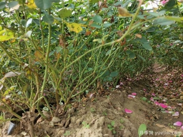 盆栽月季花怎么養？地栽月季花養殖方法