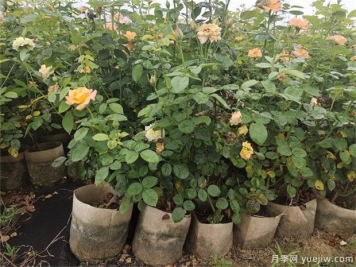 盆栽月季花如何打理？10店小細節注意
