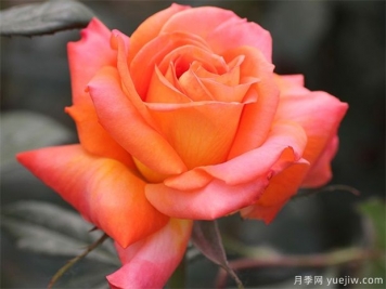 大花月季與豐花月季有什么區別