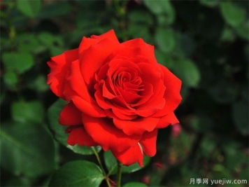 什么時(shí)候，怎樣種月季花最好？