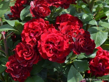 紀念芭芭拉月季的優(yōu)缺點(diǎn)是什么？