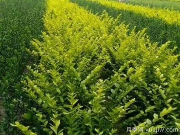 大葉黃楊的養殖護理