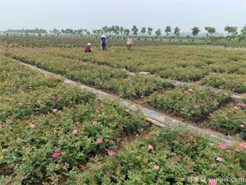 選購盆栽月季花應該在什么時(shí)期？
