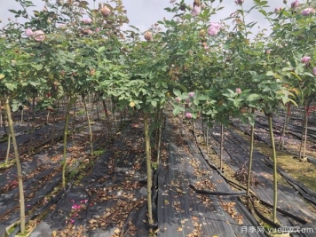 月季花如何定植，您知道嗎？
