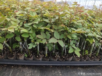如何挑選優(yōu)質(zhì)月季花苗？這幾種月季苗交給你