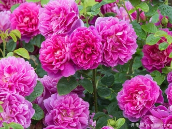 南陽(yáng)月季花霜霉病怎么預防和治療？