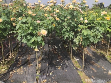 家中陽(yáng)臺種植盆栽月季樹(shù)需考慮的實(shí)際情況有哪些？
